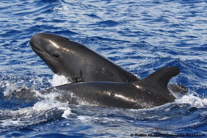 false killer whale, Pseudorca, Hawaii, Lanai, Maui
